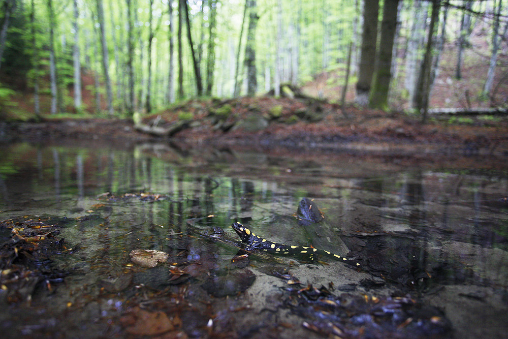 la salamandra pezzata e l''acqua